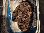 Family find royal python inside their tumble dryer and it’s a total mystery how it got there