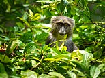 More farming to feed world’s growing population will threaten thousands of species with extinction