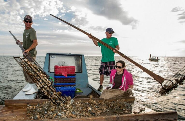 Florida might shut down bay known nationally for its oysters