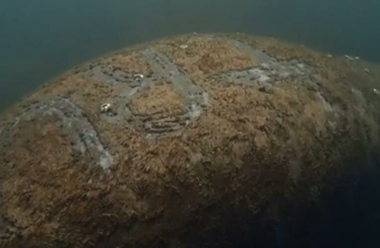 Video shows manatee with ‘TRUMP’ etched into its back