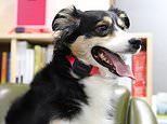 New £73 canine collar uses AI tech to analyse barks and tell owners how prized pooch is feeling