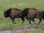 Wanted: Britain’s first BISON rangers as herd of the massive mammals is released into Kent woodland