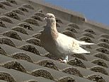 Joe the racing pigeon who faced death sentence due to Covid fears may be saved by ‘fake’ ID&nbsp;