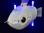Engineers create school of robotic fish that can coordinate their movements