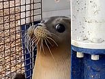 Rescued seal Dolly returns to sea three months after she washed up on the beach
