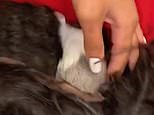 Woman screams in terror when pet rodent attacks her hairpiece