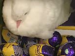 Pigeon nests on box of Cadbury’s caramel eggs inTesco supermarket