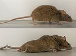 Hope for millions as paralyzed mice walk again after just TWO WEEKS of breakthrough gene therapy