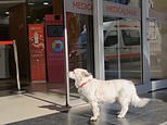 Devoted dog spends days outside Turkish hospital…