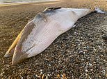 Dead 15ft minke whale is found washed up on Suffolk coast