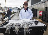 French customs officials’ post-Brexit dirty tricks on British fish, DAVID JONES reveals