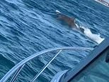 TikTok shows massive shark chasing a seal in Mornington Peninsula bay popular with swimmers