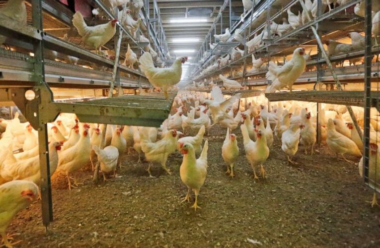 Germany to ban practice of killing newly hatched male chicks