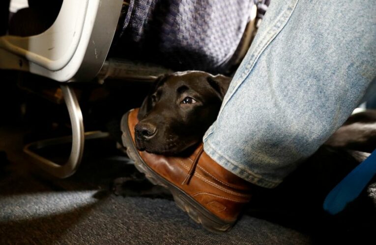 American Airlines is grounding emotional-support animals