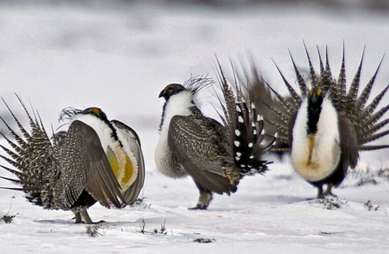 Sage grouse review done, but scant time for Trump’s changes