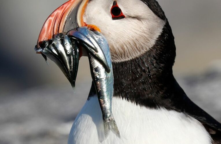 Puffin stuff: Herring rules could boost funny-looking bird