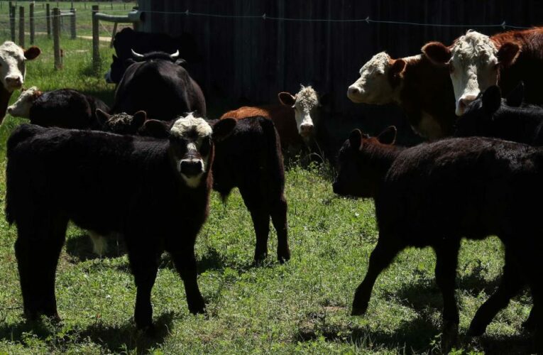 ‘Shift’ to plant-based diets is key to saving world’s wildlife