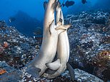 We’re gonna need a bigger bed: Sharks are seen having sex in rare images of the animals mating&nbsp;