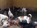 Horrifying moment starving dogs are discovered eating each other ALIVE at Mauritius pound