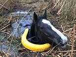 Rescue teams save Farrah the mare after she gets stuck up to her neck in muddy bog