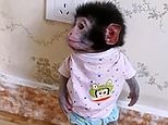 Baby monkeys are beaten, thrown into a lake and tortured to death in horrifying YouTube videos