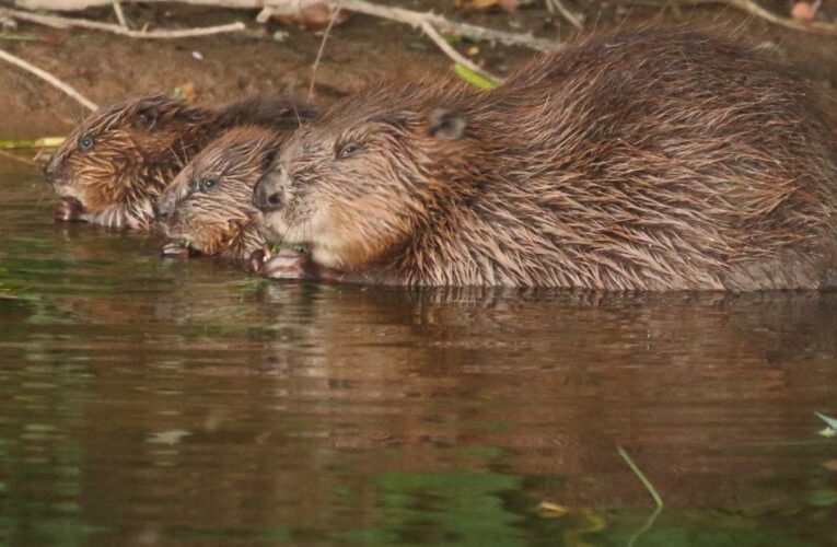 Extinct 400 years ago, these animals are back in England