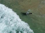 Playful seal spotted frolicking in shallow waters metres away from swimmers at Bondi Beach, Sydney