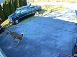 Deer crashes into a garage door