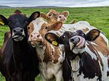 UK government set to lift the ban on controversial gene editing in agriculture