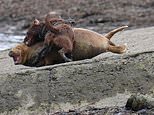 Hammersmith seal Freddie put down by vets after being savaged by dog