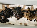 Australia weather: Loggerhead Turtles washed ashore NSW coast as rain swells oceans