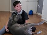 Tear-jerking moment boy, 10, is reunited with his dog Bruiser two months after he went missing