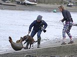 Calls for owner to face fine as heartbroken animal lovers mourn death of Freddie the seal