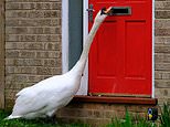 Neck, neck, who’s there? Cedric ‘the ASBO swan’ bangs on neighbours’ doors