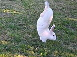 Rabbits that can’t jump help scientists find ‘hop’ gene in kangaroos