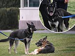 Joe Biden’s dog Major STILL at White House despite second biting incident