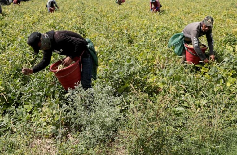 Clinics wait to vaccinate farmworkers: ‘Our hands are tied’