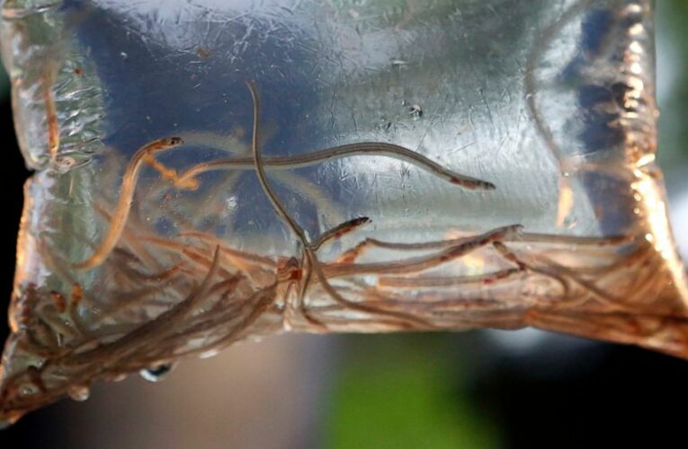 Maine’s baby eel fishermen hope for normalcy in 2021