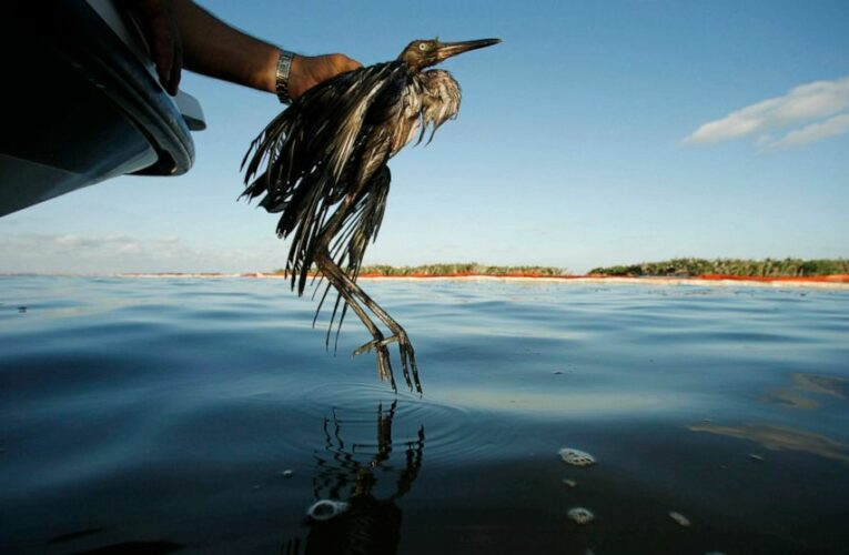 Trump policy that weakened wild bird protections is revoked