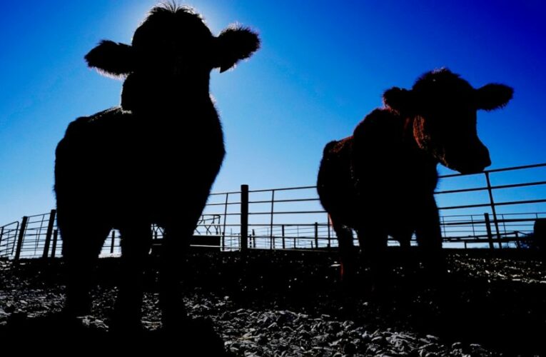 Push to prevent next meat shortage hits big obstacle