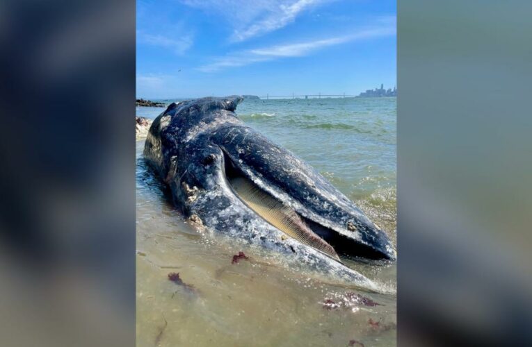 Four gray whales have been found dead in California’s Bay Area within eight days