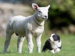 Adorable moment sheepdog puppies gambol in the spring sunshine with farmer’s pet lamb