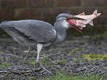 Gone in one big gulp! Moment a hungry heron bolts down a 20-year-old pet fish