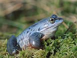 Colour-changing frog turns blue in UK ‘for the first time in 700 years’ to impress potential mates