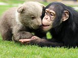 Chimpanzee makes friends with 28-day-old bear cub at Turkish zoo