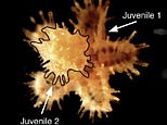 Baby sea stars EAT each other in unexpected case of underwater cannibalism, scientists reveal 