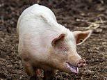 Clever pig escapes chop by leap-frogging out of trailer heading to abattoir