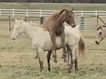Hilarious moment young stud horse reveals he’s clueless when he gets into a field full of mares&nbsp;