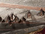 Deadly virus is found in bats in South Australia
