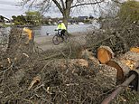 Police hunt phantom chopper after dozens of trees are mysteriously felled with a chainsaw